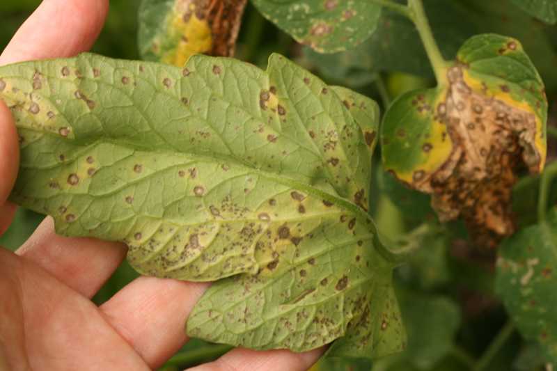 bottom tomato leaves are turning yellow Polish girls with big boobs